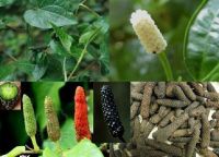 LONG PEPPER FROM VIETNAM