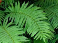 FERN LEAVES FROM VIETNAM