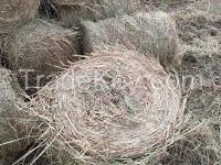 Rolling Straw With Competitive Price