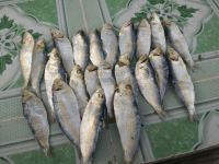 DRIED SARDINE FISH FROM VIETNAM