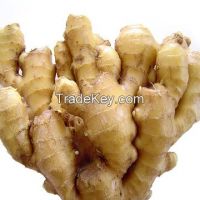 Vietnamese Fresh Ginger with Hot Price