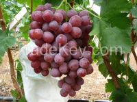 Green/Purple Grape For Sale With Competitive Price