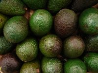 Avocado For Sale With Competitive Price