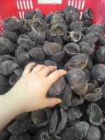 Dried Ping Pong Sea Cucumber For Sale