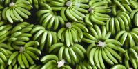 Banana For Export With The Competitive Price