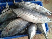 Frozen Skipjack Tuna Whole Bulk packed, 25Kgs/PP Bag(Land Frozen)