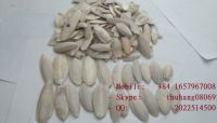 Cuttlefish Bone For Export