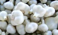 Fresh Garlic - High Quality Garlic from Vietnam