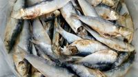 Dried Herring