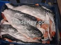 BEST GRADE SALMON FOR SALE