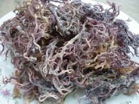 BEST QUALITY SEAWEED FOR SALE