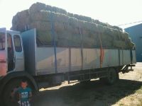 We Offer ALFALFA HAY Top Quality!!!