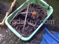 Supplier Eel Frozen or Live From Indonesia Big Source of Eel 