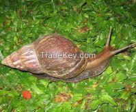 Supplier Snail / Escargot From Indonesia