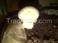 White Button Mushroom