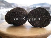 Fresh Bulgarian Black Summer Truffle