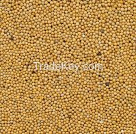 Mustard seeds (Sinapis alba)