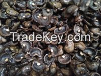Cashew Nut Shells 