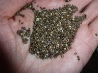 Chia seed wholesale organic and conventional