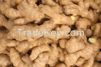 Ginger