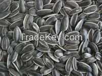 Long Type Sunflower Seeds