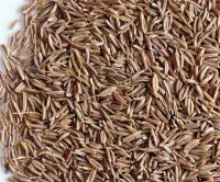 Caraway Seeds 