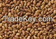 https://www.tradekey.com/product_view/Alfalfa-Seeds-8141359.html