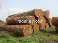African Timber Logs
