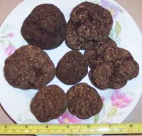 Sell: Truffles (Fresh/Dried/Frozen)