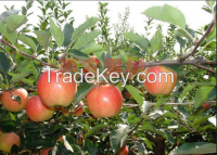 China Luochuan Gala Fresh Apples