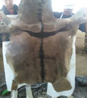 Best Quality Donkey hides-Wet salted, dried salted, non salted