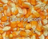 Yellow Corn for Sale (Export)