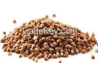 Buckwheat