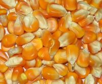 Feed Grade Yellow Corn