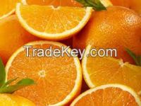 Fresh Navel and Valencia oranges