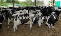 Calves/Heifers, Cows and Bulls of Various Breeds