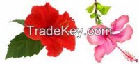 Hibiscous flower