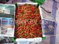 Fresh Chilli From Viet Nam With Best Price And High Quality. 