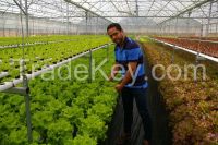 NFT / Hydroponic Systems and Solar Powered Greenhouses for Tomato and Vegetable Production
