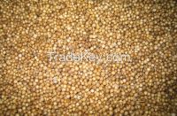 Coriander Seeds