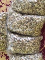 INDONESIA MORINGA SEEDS FOR SALE