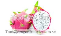 https://www.tradekey.com/product_view/Binh-Thuan-Dragon-Fruit-While-Flesh-8107321.html