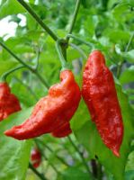 NAGA HOT PEPPER