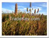 https://www.tradekey.com/product_view/Black-Chia-Seeds-8107353.html