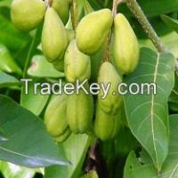 Terminalia Chebula Extract