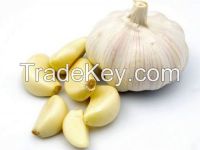 fresh garlic