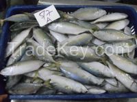 indian mackerel