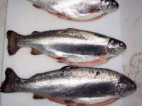 Frozen Rainbow Trout