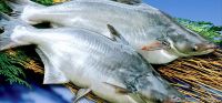 Pangasius Fish, Frozen Fish, Seafood, LIGHT PINK UNTRIMMED