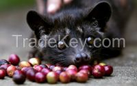 Civet Coffee "TUGU LUWAK"